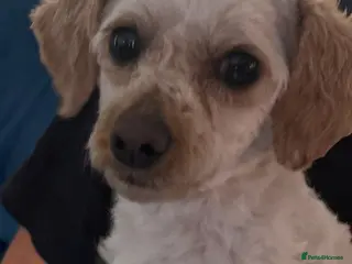 Cockapoo dogs Cockapoo girl - Advert 1