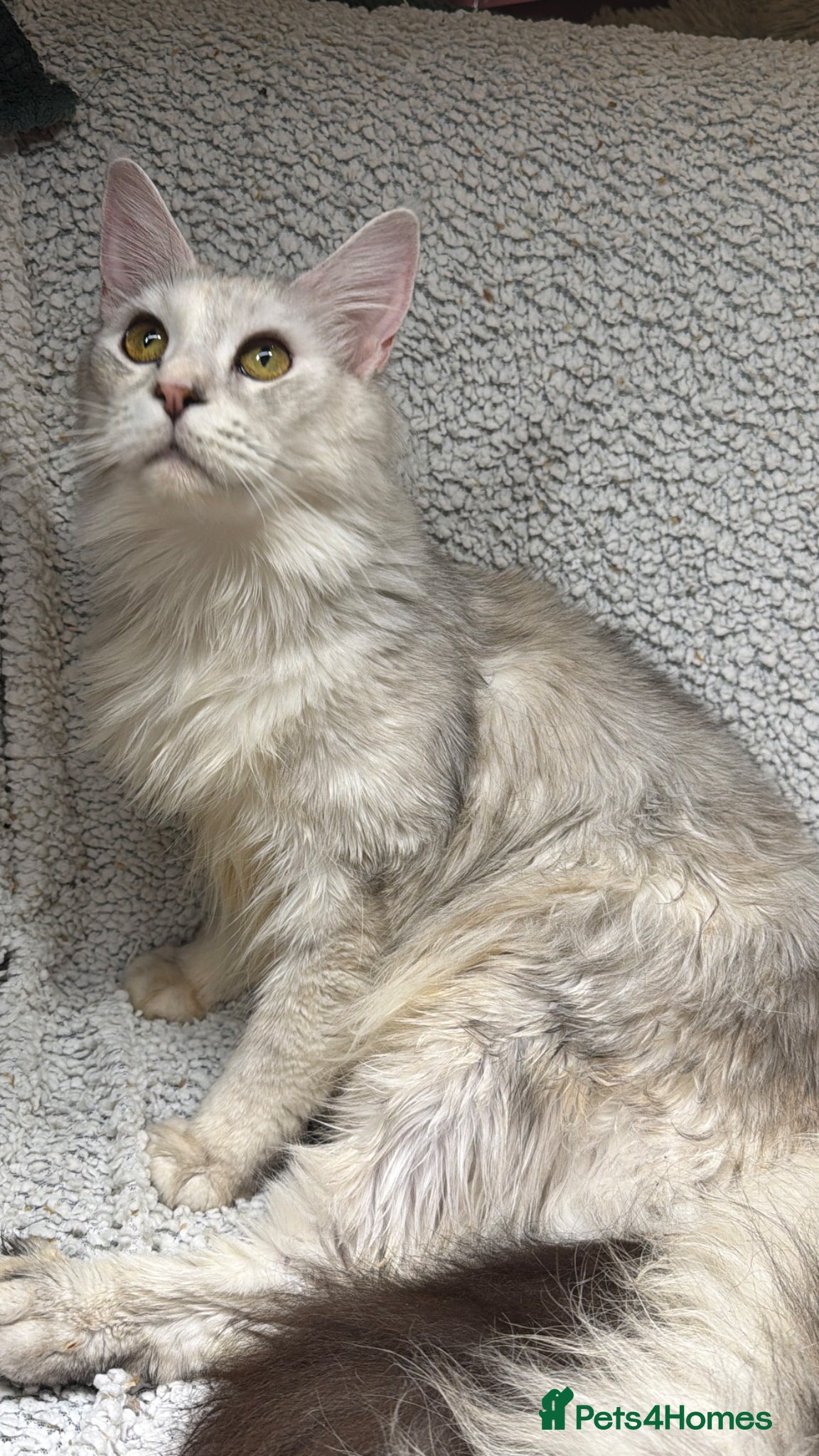 Maine Coon cats Beautiful red silver girl - Advert 1