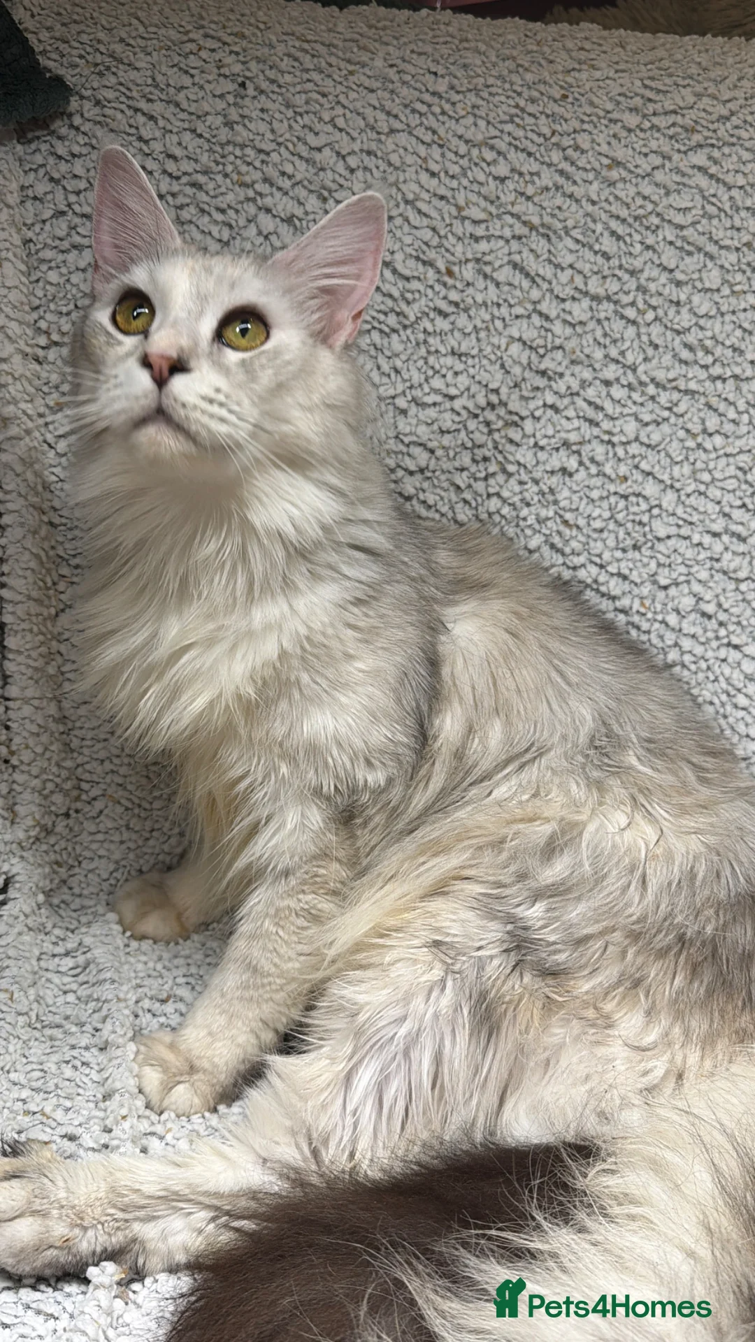 Maine Coon cats for sale: Beautiful red silver girl (ACTIVE REG) - Advert 2