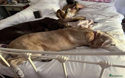 Mixed Breed dogs for adoption: Zina is looking for a loving forever home - Image 9