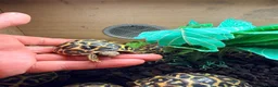 Tortoise reptiles for sale: Indian star tortoise  - Advert 8