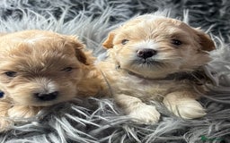 Maltipoo dogs for sale: TINY TOY F1 HEALTH TESTED MALTIPOO PUPS - Image 13