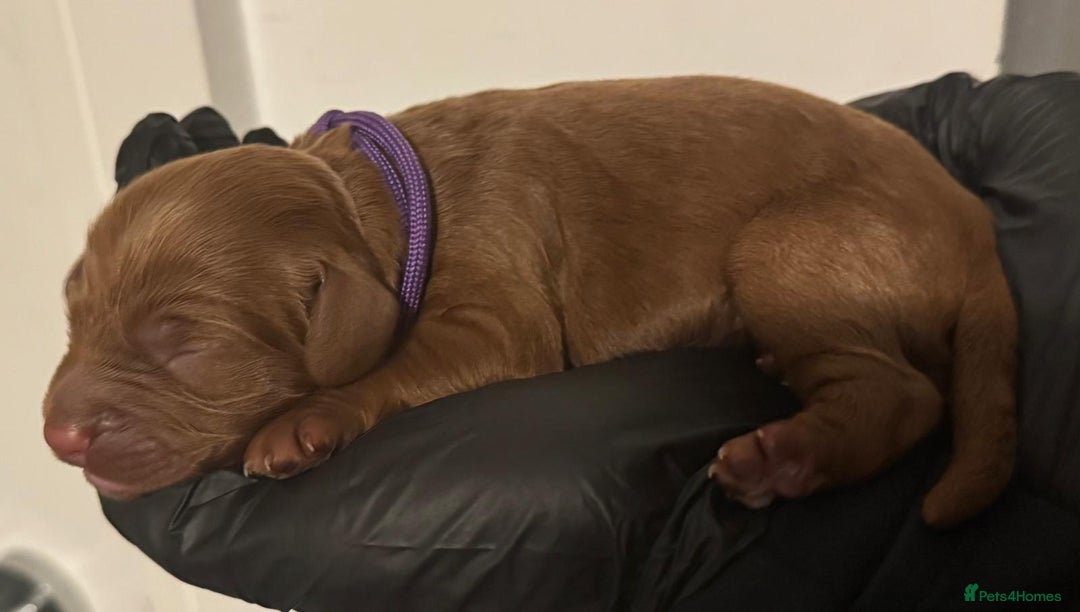 Cockapoo dogs for sale: 🐾 Beautiful Red Cockapoo Puppies 🐾 - Advert 14