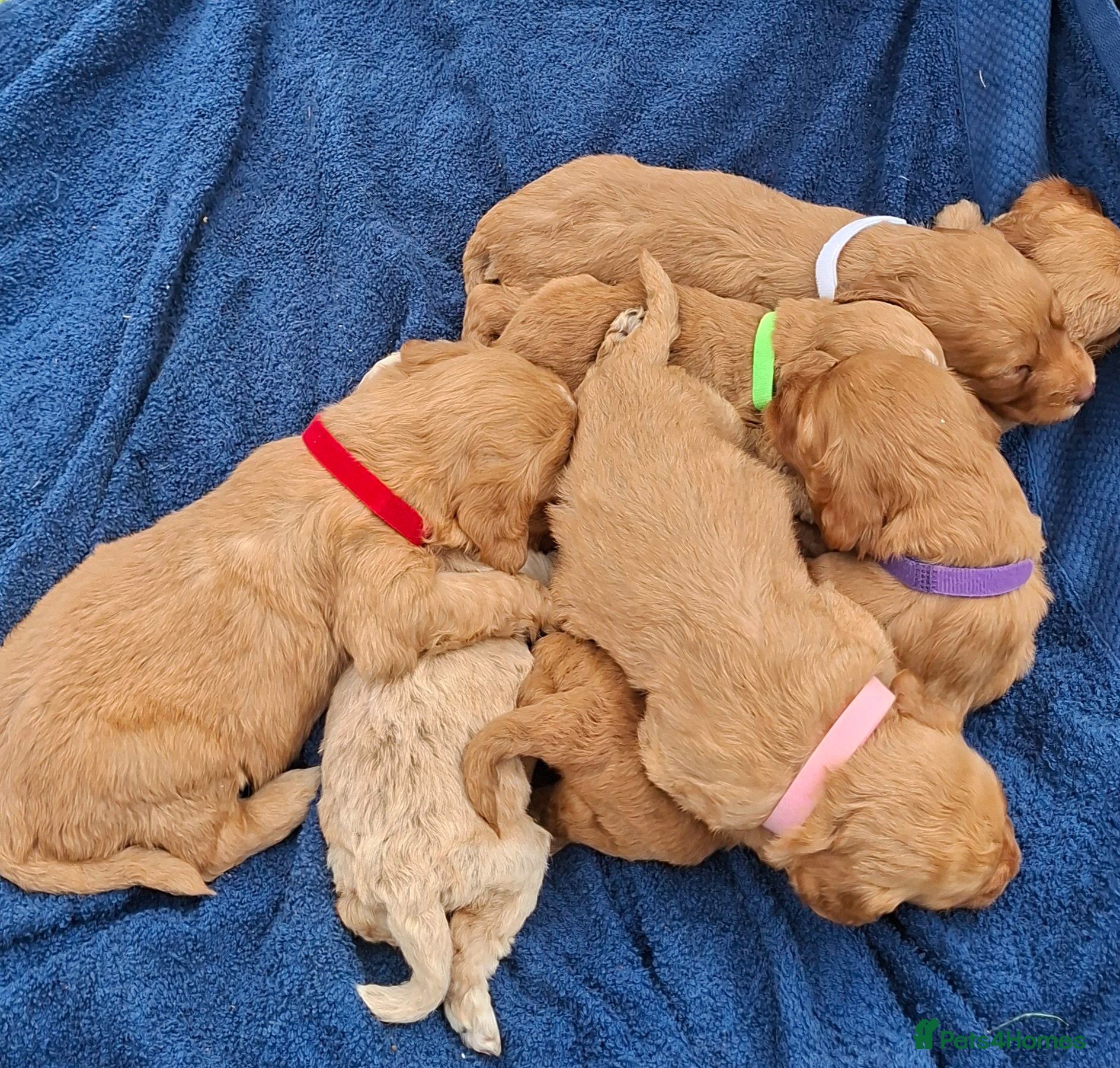 Cockapoo dogs Outstanding cockerpoo puppies  - Advert 1