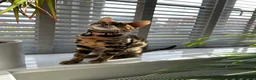 Bengal cats for sale: Beautiful Bengal Girl Looking for a Forever Home  - Advert 3