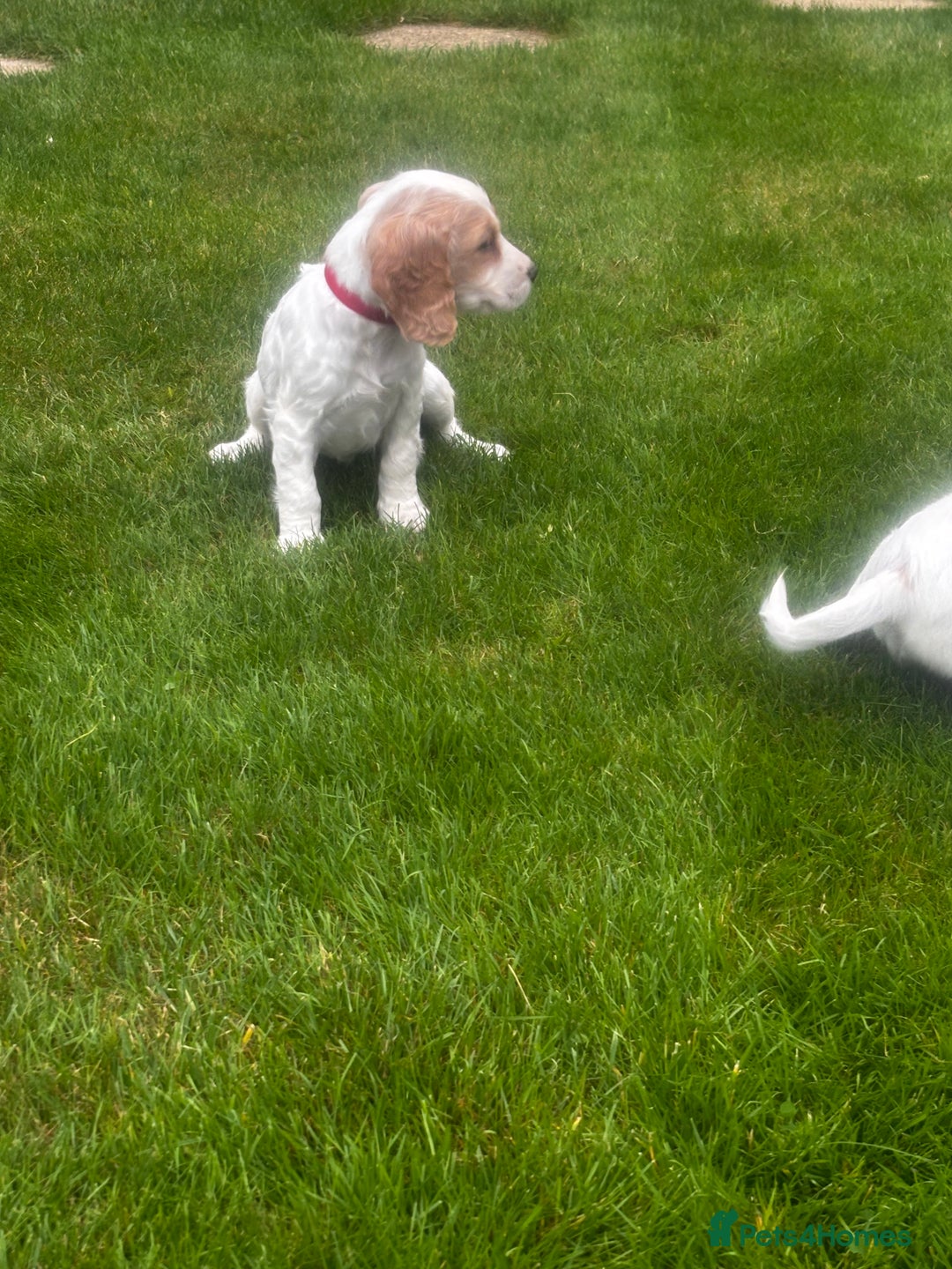 Sprocker dogs for sale: Beautiful Sprocker Puppies - Image 25