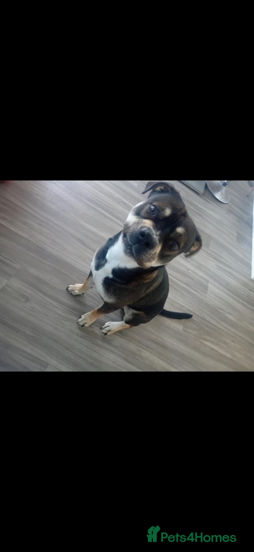 Mixed Breed dogs American bulldog cross - Advert 5