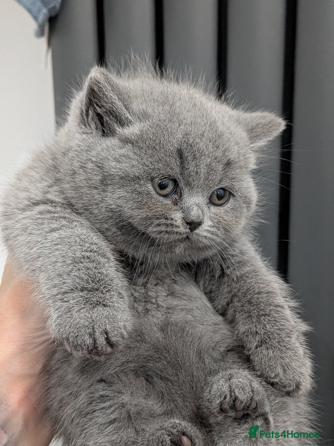 British Shorthair cats for stud: Champion lilac stud  in Derby - Advert 5