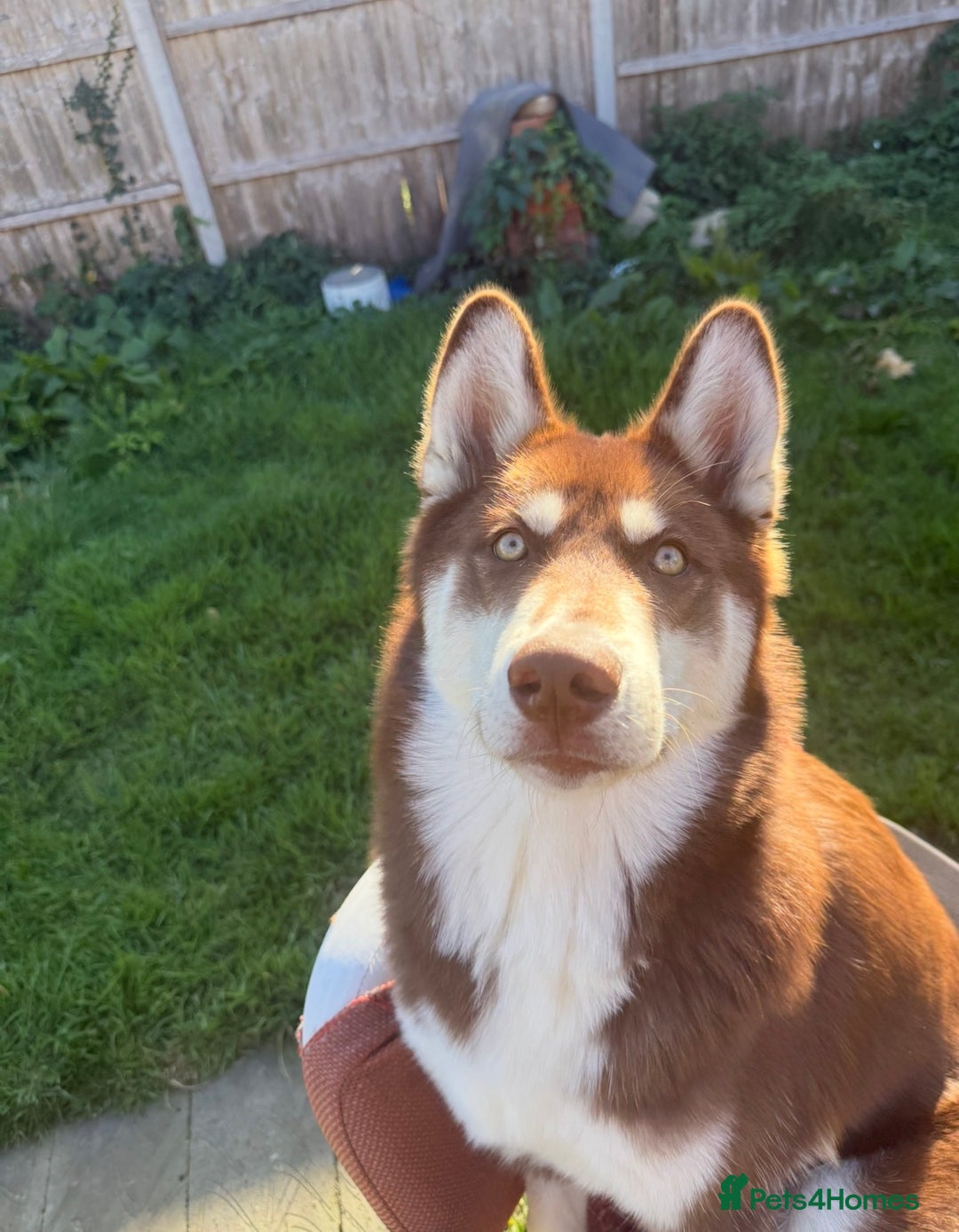 Siberian Husky dogs for sale: Brown Siberian Husky - Advert 9