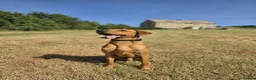 Labrador Retriever dogs for sale: FOX RED LABRADOR- Urgent loving home needed - Advert 2