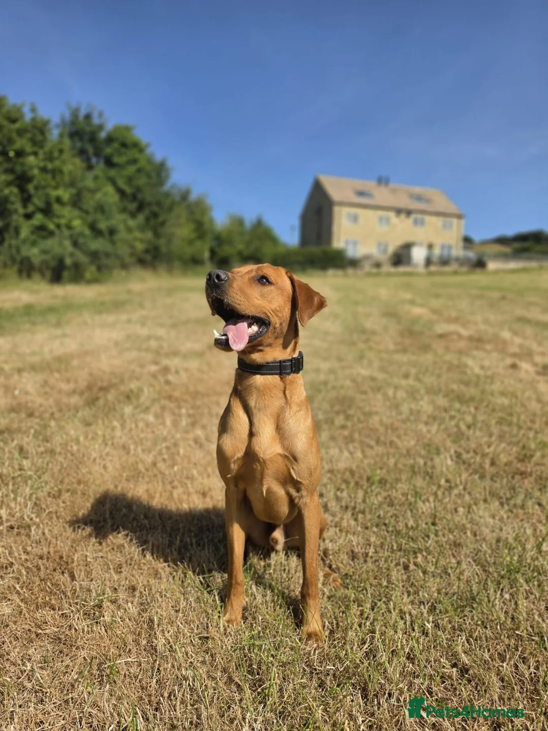 Labrador Retriever dogs for sale: FOX RED LABRADOR- Urgent loving home needed - Advert 2