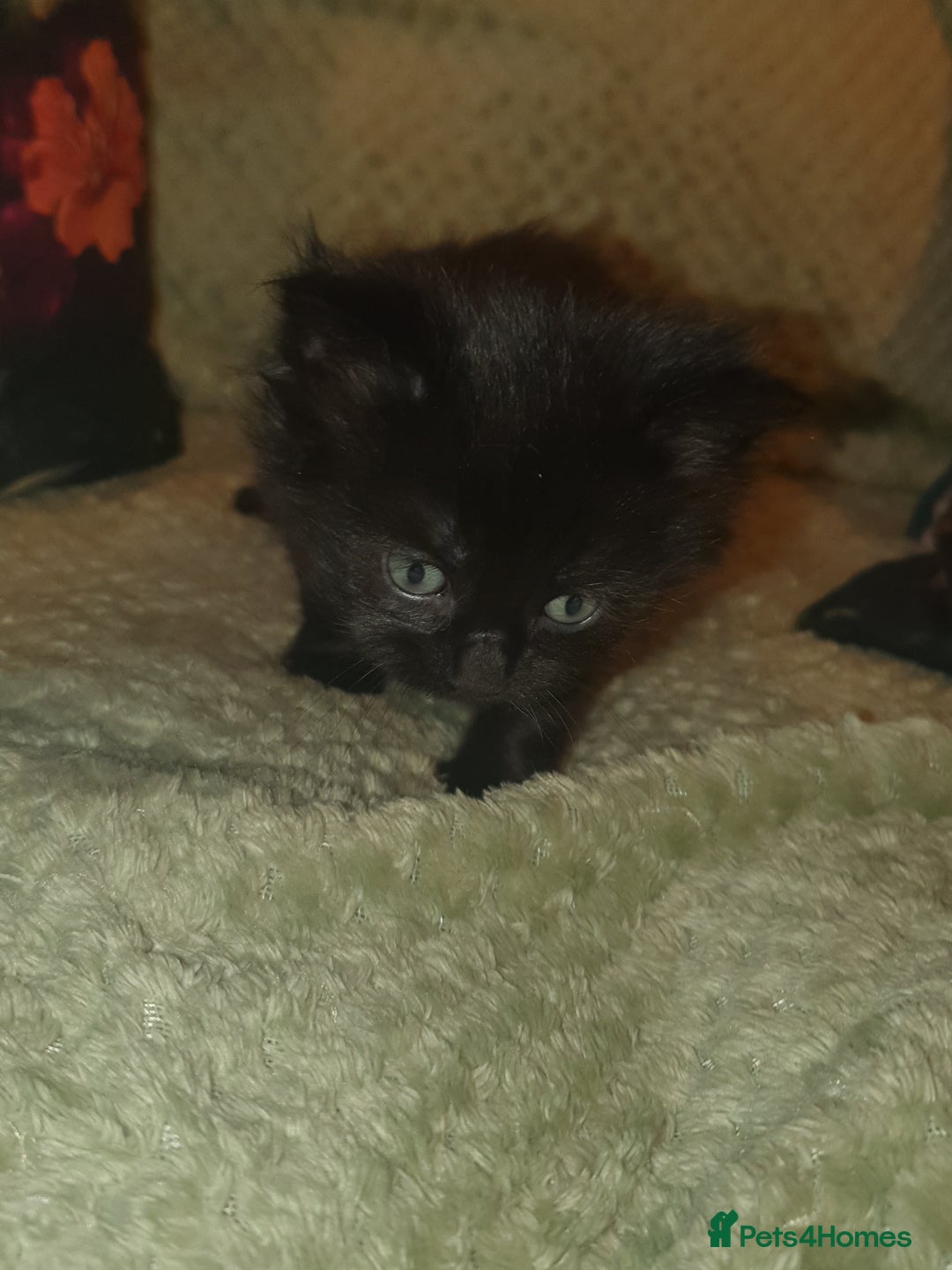 British Shorthair cats for sale: Beautiful kittens for sale  - Advert 4