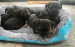Border Terrier dogs for sale: Beautiful Border Terrier puppies  - Image 1