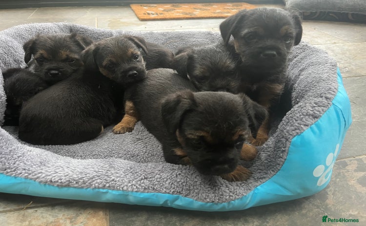 Border Terrier dogs - Advert 1