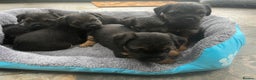 Border Terrier dogs for sale: Beautiful Border Terrier puppies  - Advert 2