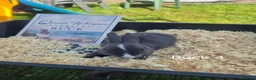 Rex rabbits for sale: Beautiful Mini Rex Baby Bunnies 2 Stunning Litters - Advert 6