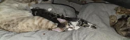 Mixed Breed cats for sale: Beautiful Bengal kittens,Exteptional Colour😻our - Advert 13
