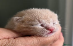 British Shorthair cats for sale: Excellent Quality BSH kittens for Reservation - Image 15