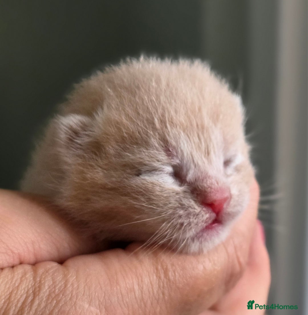 British Shorthair cats for sale: Excellent Quality BSH kittens for Reservation - Image 15