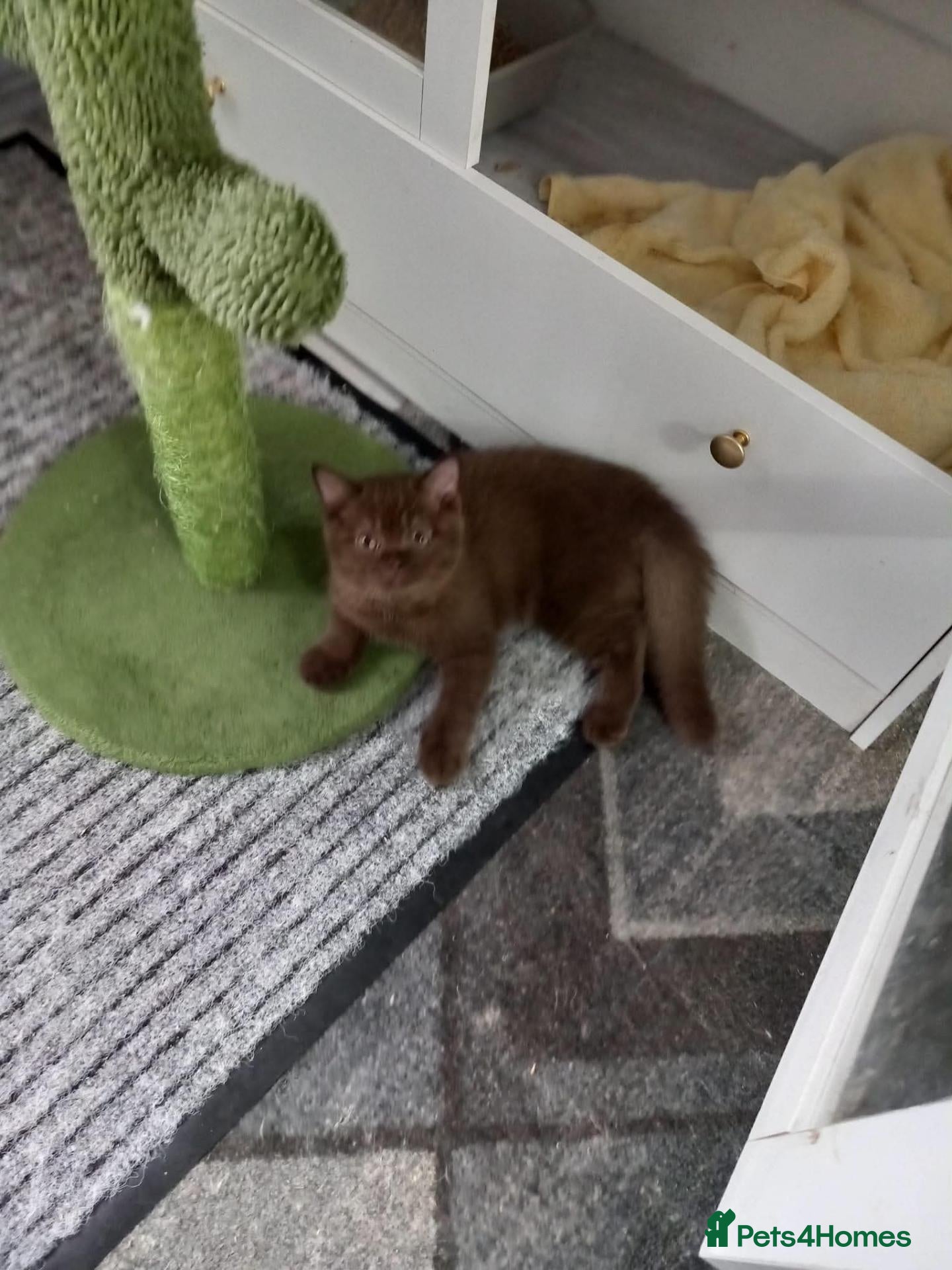 British Shorthair cats Chocolate British Short Hair Male - Advert 2