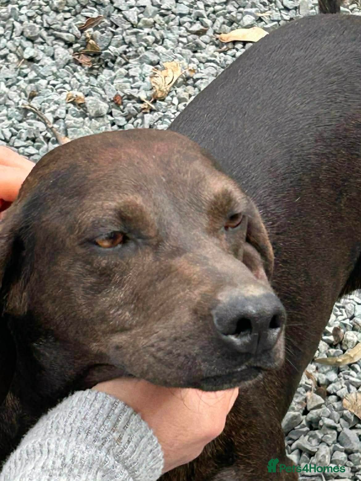 Rhea — Mixed Breed