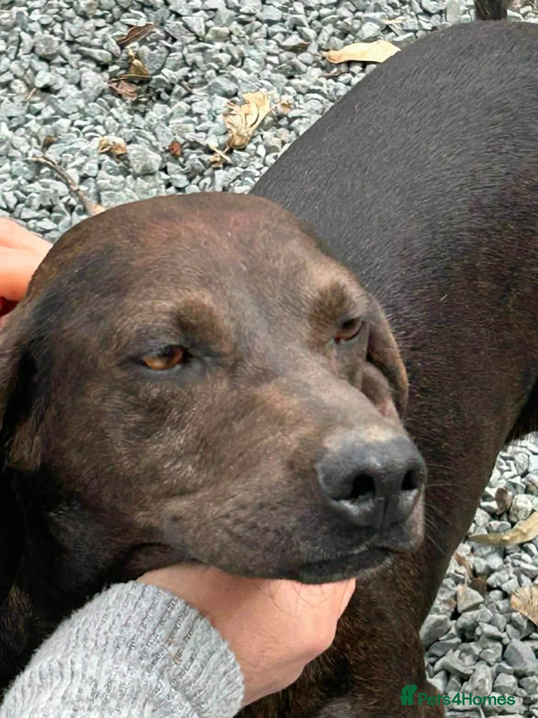 Mixed Breed dogs for adoption: Rhea – Loving Female Dog – Ready for Forever Home in Boston - Advert 10