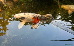Koi Carp fish for sale: 2 koi Carp for sale  - Image 7