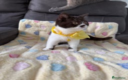 British Shorthair cats for sale: BSH GCCF Active Registered champion lines - Image 11