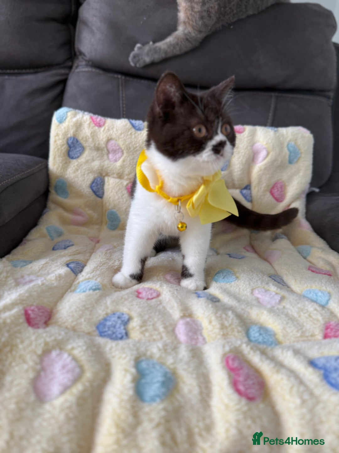 British Shorthair cats for sale: BSH GCCF Active Registered champion lines - Image 11