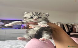 Persian cats for sale: Persian Kitten 2 - 1 Silver Doll Faced X Persian female  - Image 14