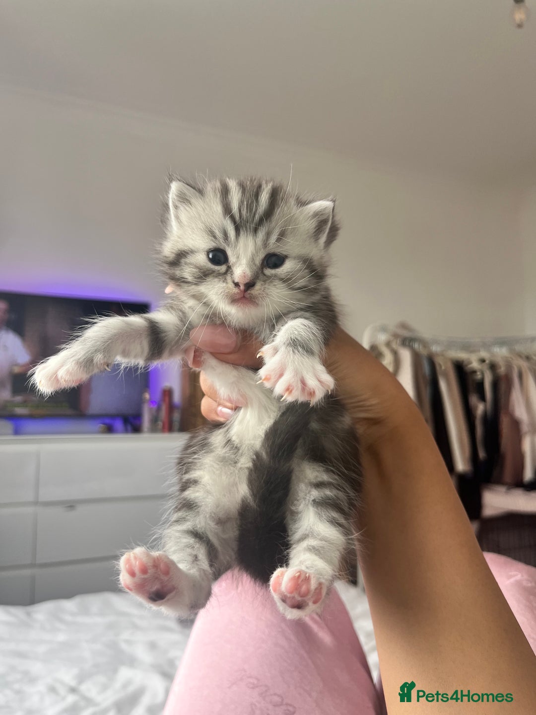 Persian cats for sale: Persian Kitten 2 - 1 Silver Doll Faced X Persian female  - Image 14