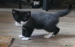 Ragdoll cats for sale: Ragdoll mix turkish angora - Image 1