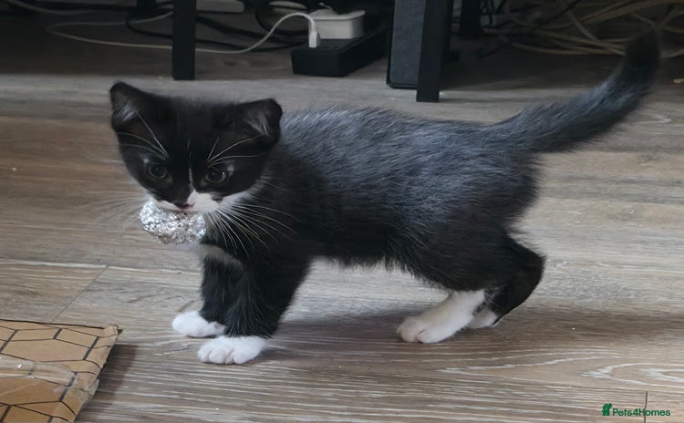 Ragdoll cats - Advert 3