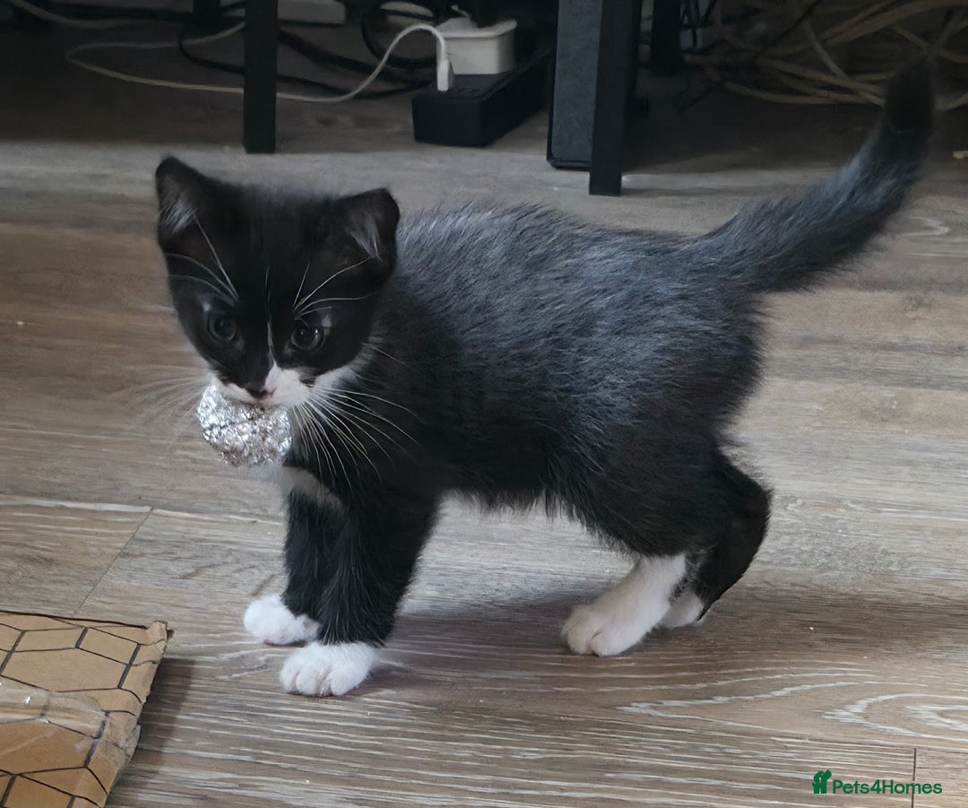 Ragdoll cats for sale: Ragdoll mix turkish angora - Image 1