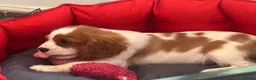 Cavalier King Charles Spaniel dogs for sale: Friendly and playful Cavalier Puppies - Advert 5