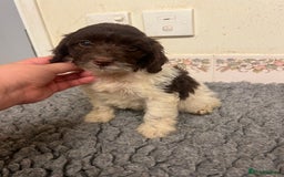 Cockapoo dogs for sale: Beautiful Chocolate and Merle F1 babies - Image 10