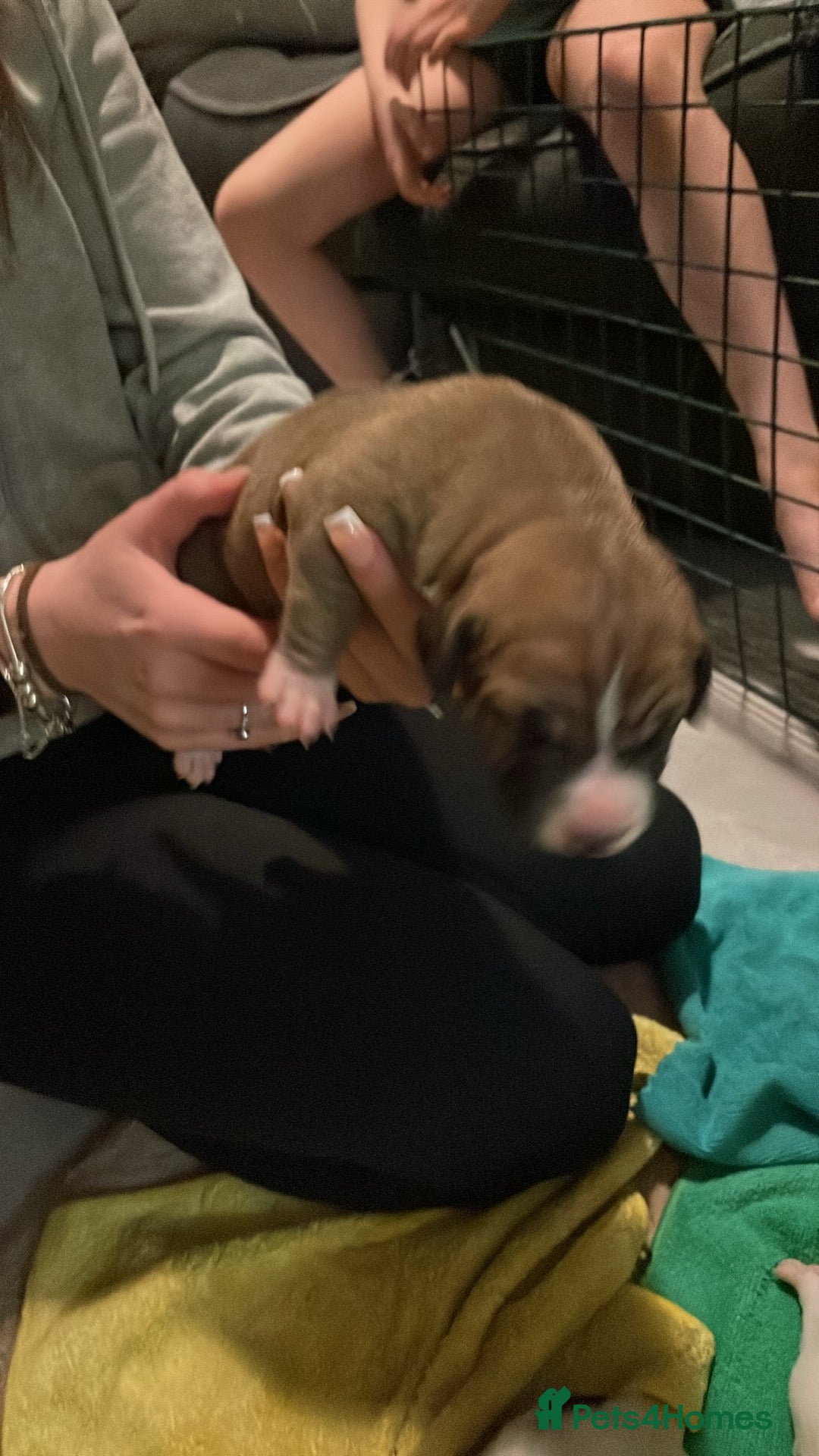 Mixed Breed dogs for sale: Staffy Cross puppies in Wisbech - Advert 8