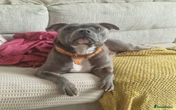 Staffordshire Bull Terrier dogs for sale: Sadly loki needs rehomed  - Image 1