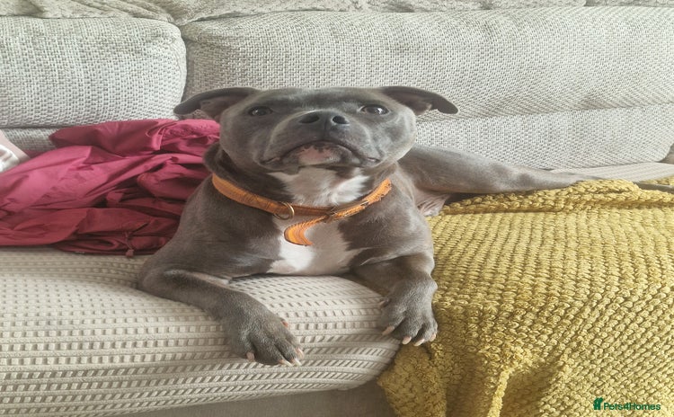 Staffordshire Bull Terrier dogs - Advert 4