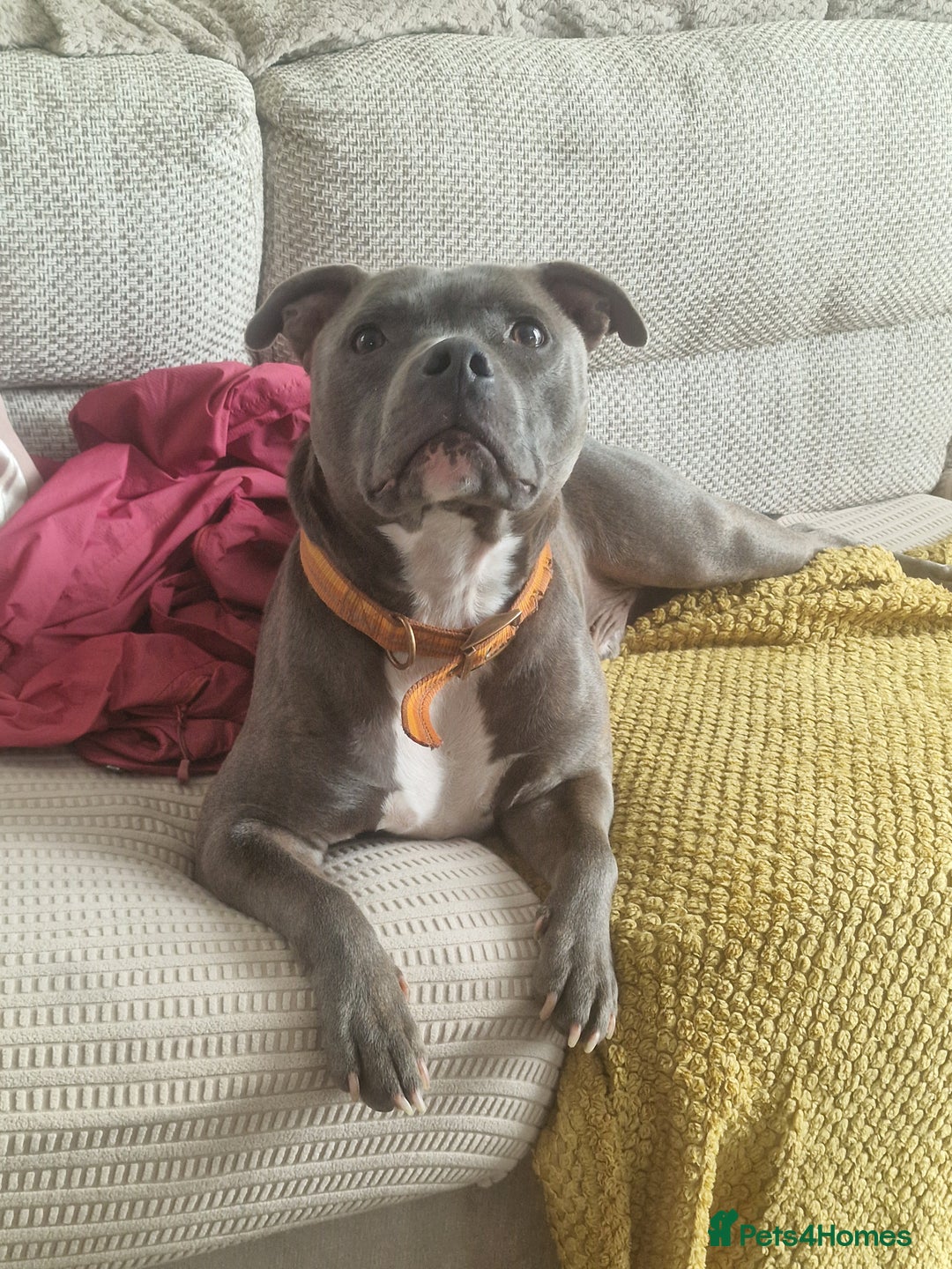 Staffordshire Bull Terrier dogs for sale: Sadly loki needs rehomed  - Image 1