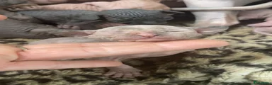 Sphynx Kitten 2