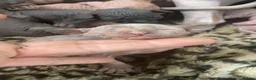 Sphynx cats for sale: 1 boy 4 girls HCM tested parents every year - Advert 5