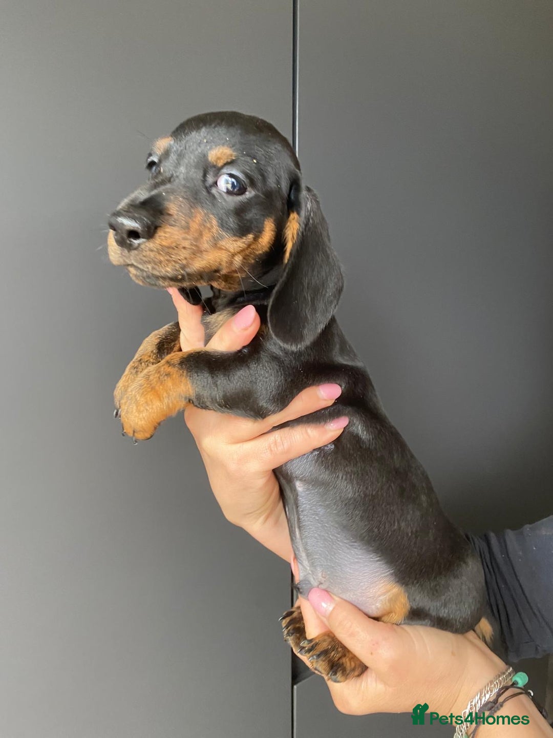 Dachshund dogs for sale: Miniature dachshund puppies - Image 7