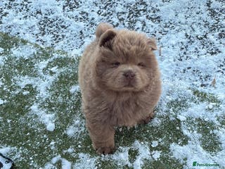 Chow Chow dogs Merle Chow chow puppies - Advert 4