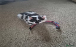 Mixed Breed cats for sale: Friendly playful kittens for sale.  - Image 6