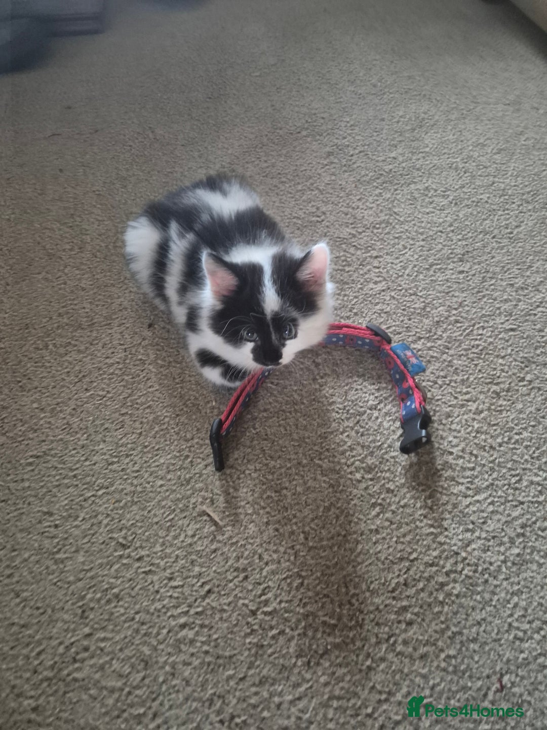 Mixed Breed cats for sale: Friendly playful kittens for sale.  - Image 6