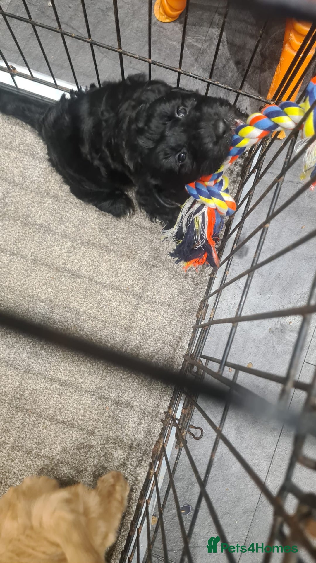 Cockapoo dogs for sale: Cockerpoo - Image 14