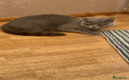 British Shorthair cats for sale: 3 Beautiful British ShortHair Cats - Image 3