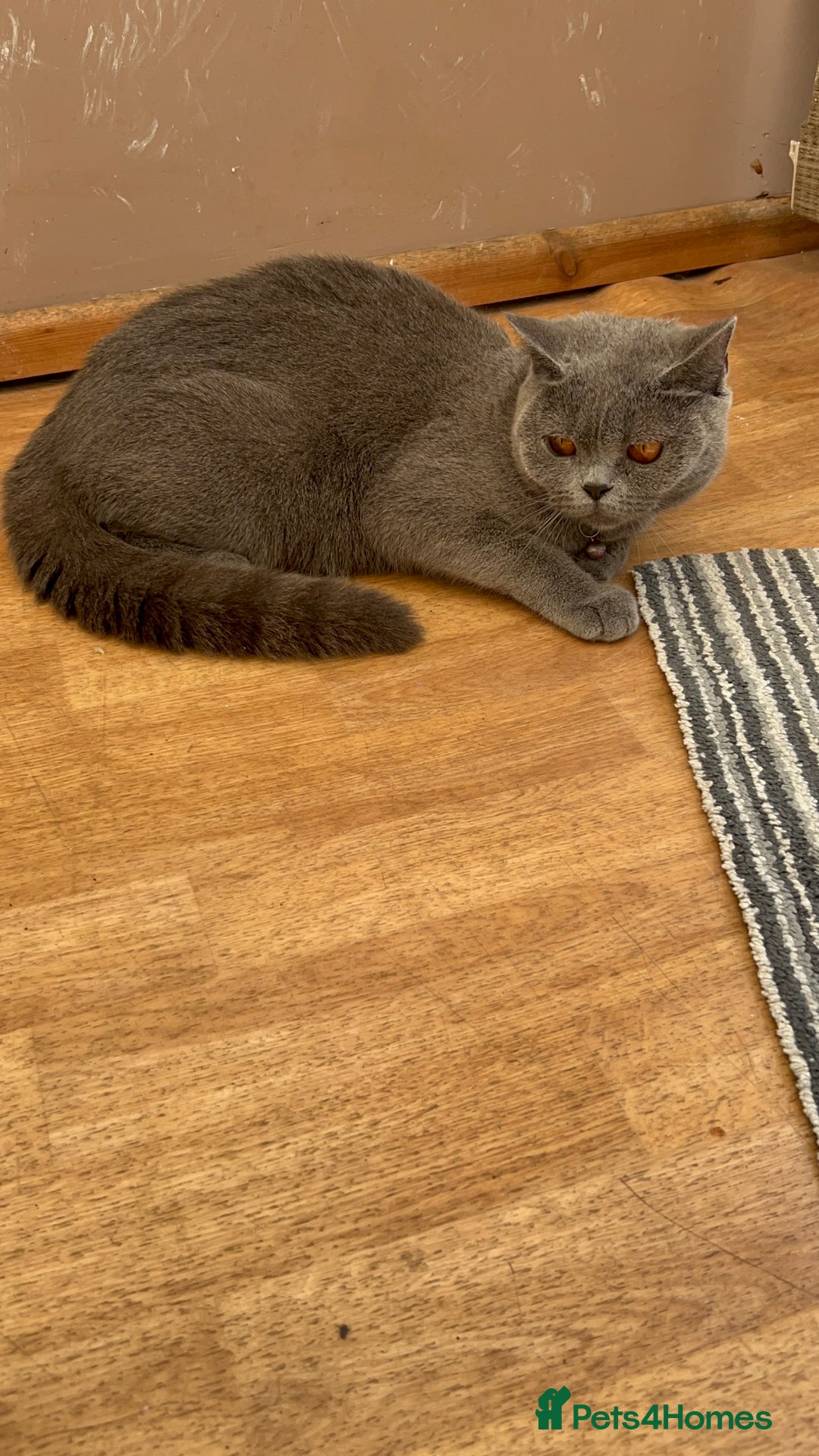 British Shorthair cats for sale: 3 Beautiful British ShortHair Cats - Image 3