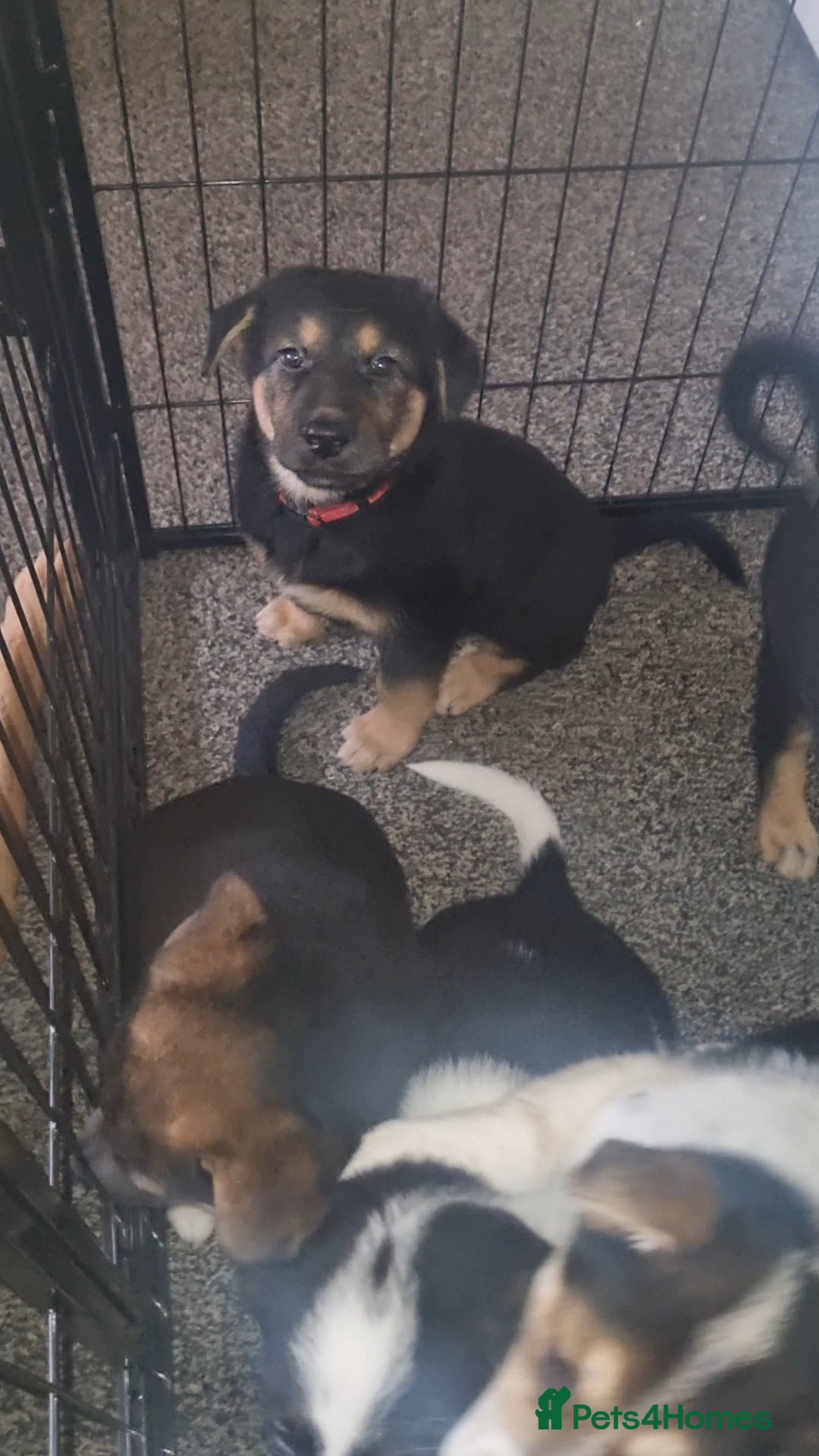 Mixed Breed dogs for sale: German shepard cross for sale - Advert 6
